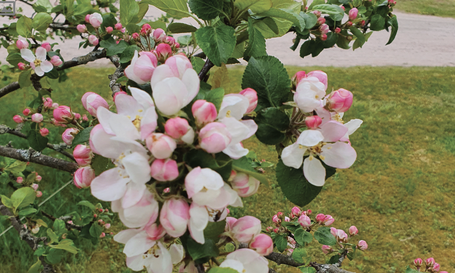 Äppelblommor i rosa och vitt som spelar roll i romanen Danssjukan