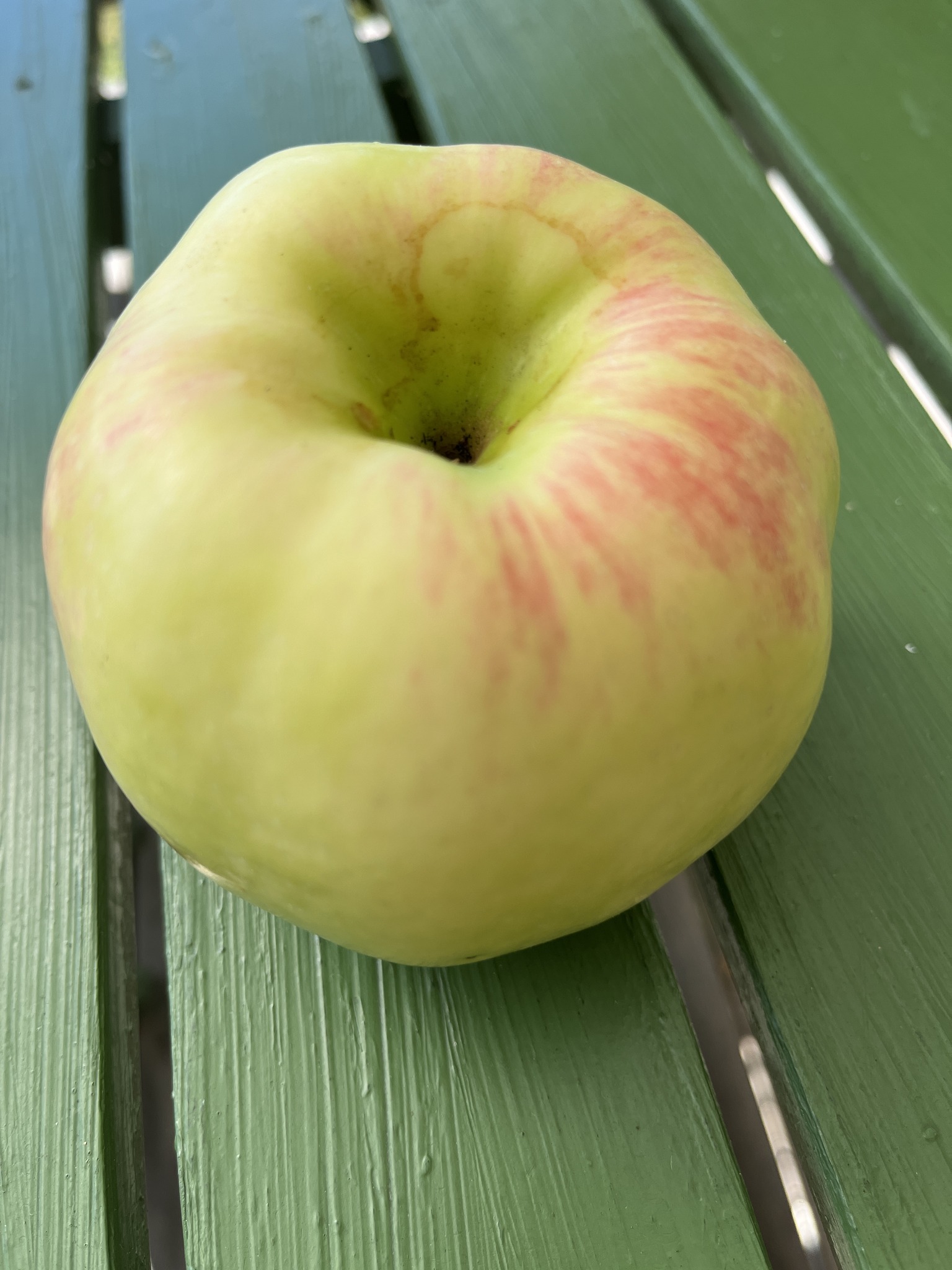 Astrakanäpple på trädgårdsbord, frestande frukt i romanen Danssjukan